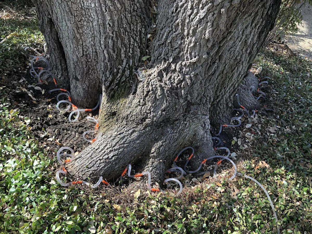 Detailed Tree Cabling and Bracing job site in Auburn Hills